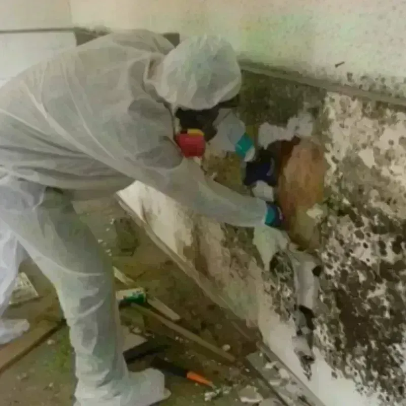 Mold Remediation and Removal in Harper, TX